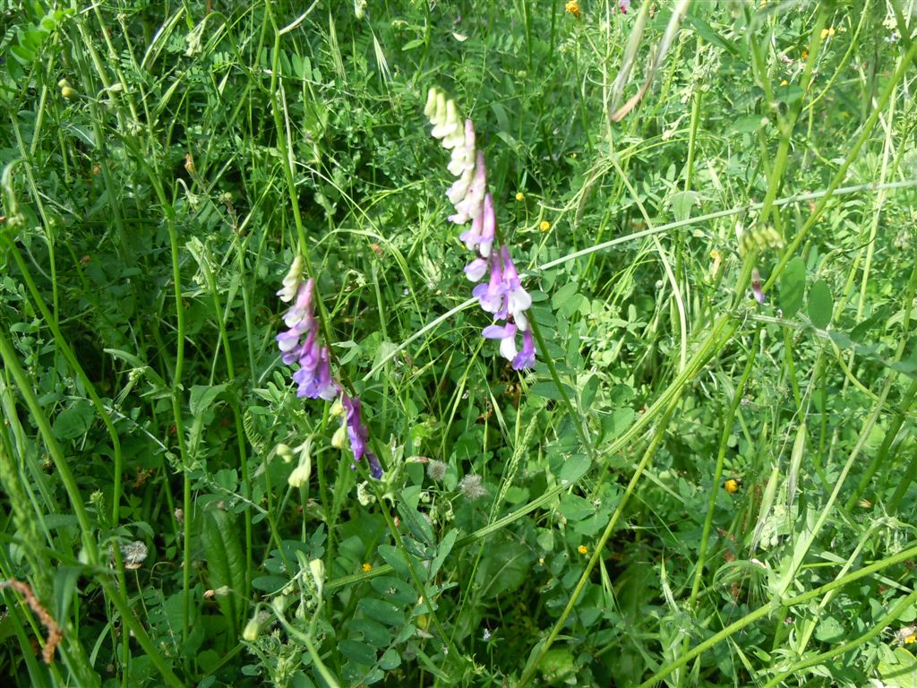 Fabacea - Vicia sp.